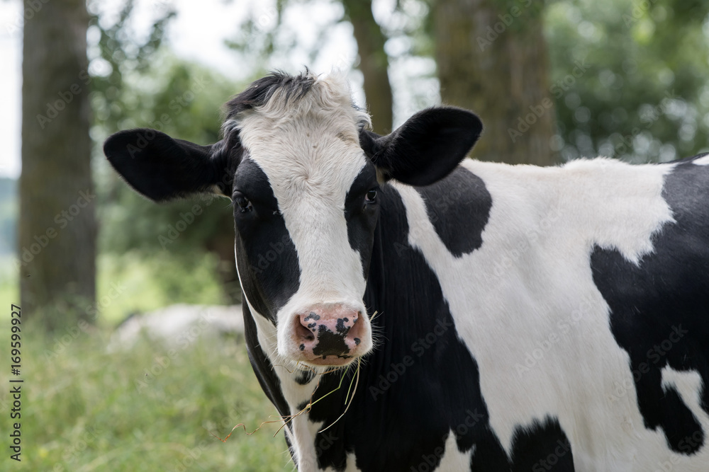 Head of a cow