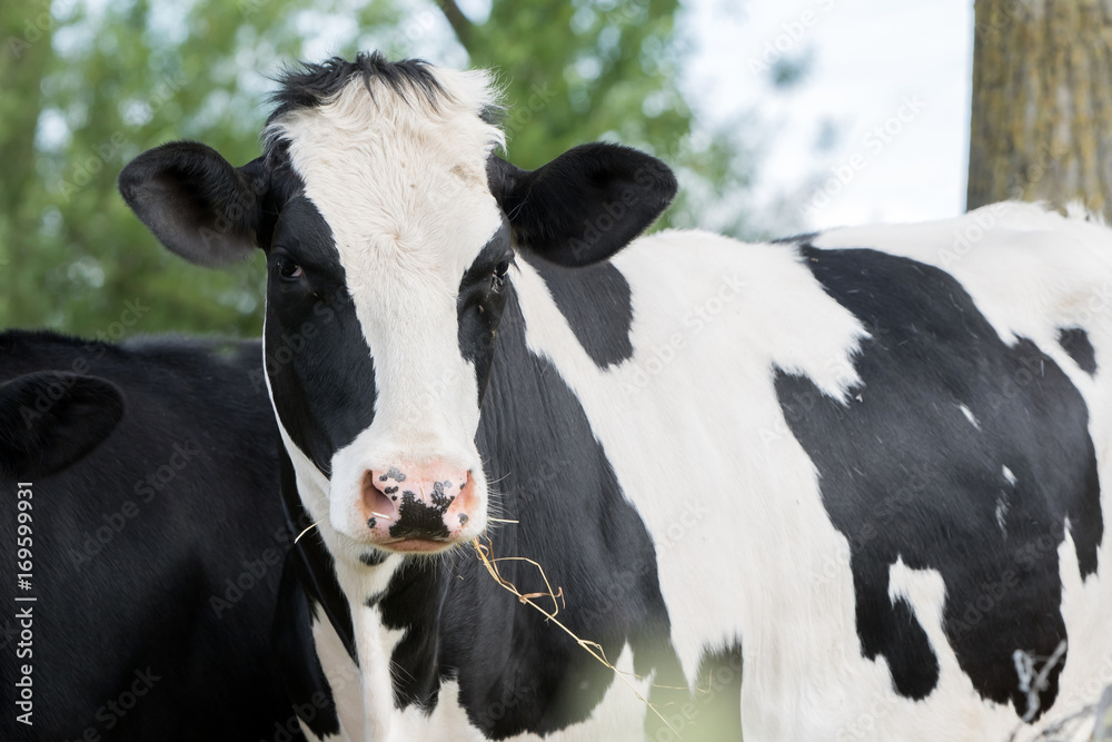 Head of a cow