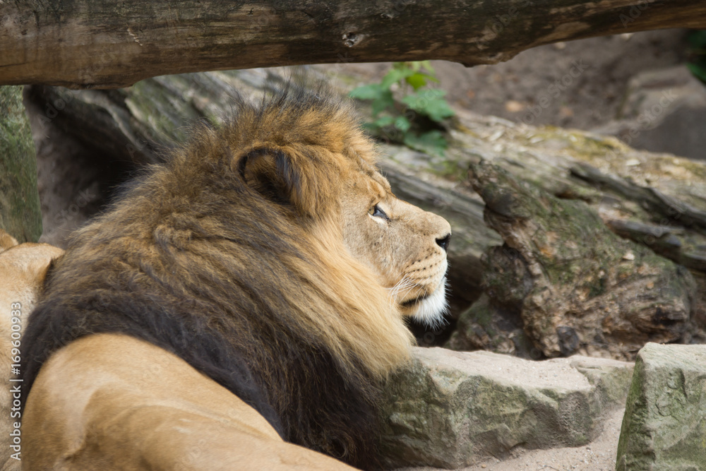 Obraz premium Lion