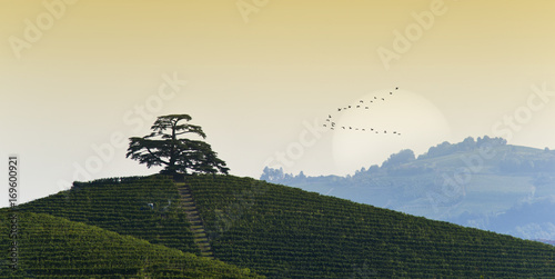View at dawn on Cedar of Lebanon, conifer evergreen that stands majestic on the hill full of vineyards in Monfalletto in the hamlet of Annunziata of La Morra, on the bottom the sun and migrating birds photo