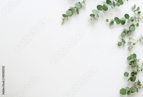 frame made of eucalyptus branches on white background. Flat lay, top view. copy space