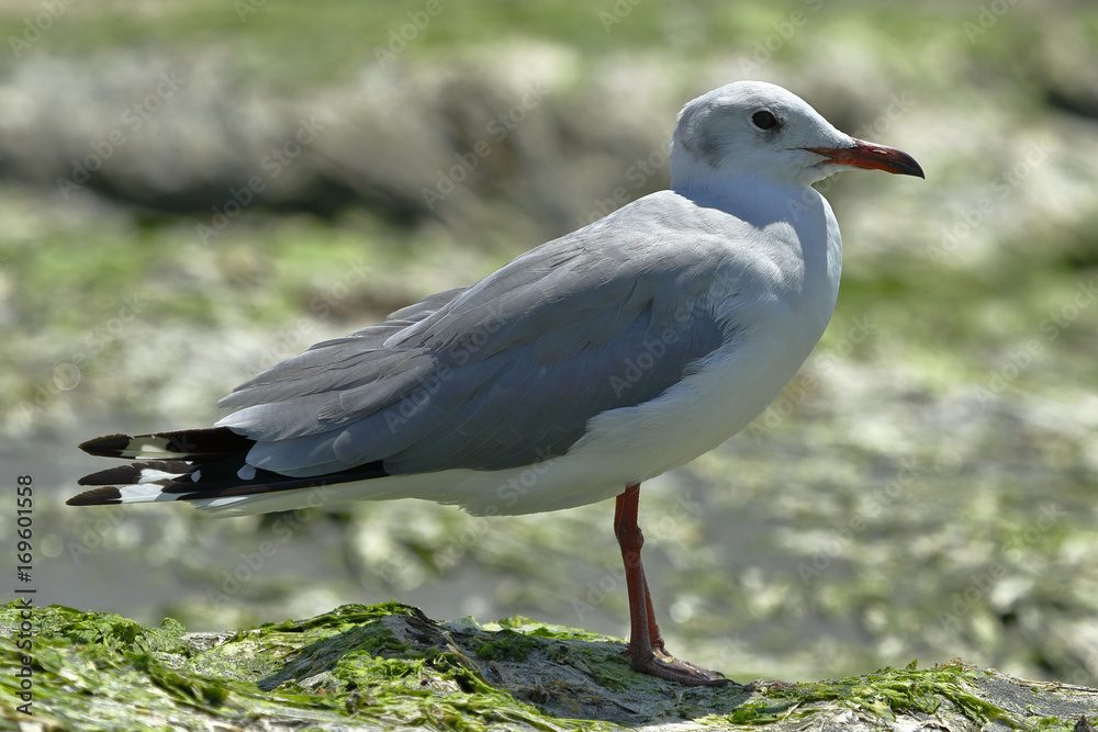 Fototapeta premium Gaviota picofina (Larus genei)