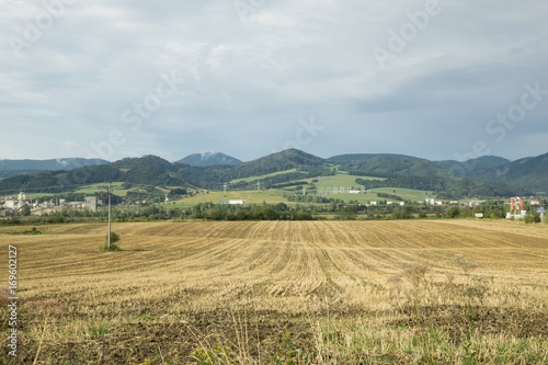 Wheat field