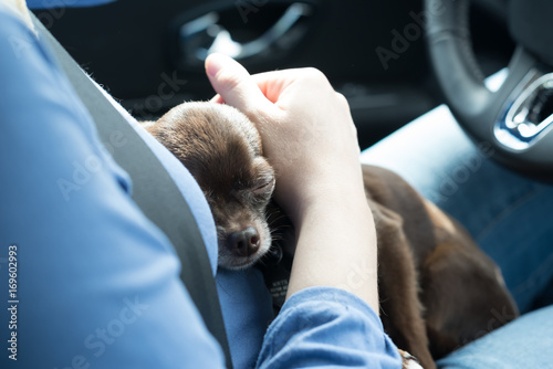 Little chihuahua puppy sleeps on legs in the car during a big traffic jam