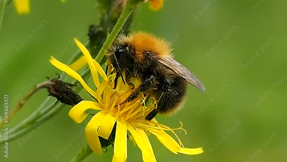 Bumblebee tasty eats the pollen - macro. Bumblebee digs proboscis into nectar. Shaggy insect bee preparing for winter. Ecology of nature close. Bumblebee tasty eats the pollen - macro. Bumblebee digs proboscis into nectar. Shaggy insect bee preparing for winter. Ecology of nature close.