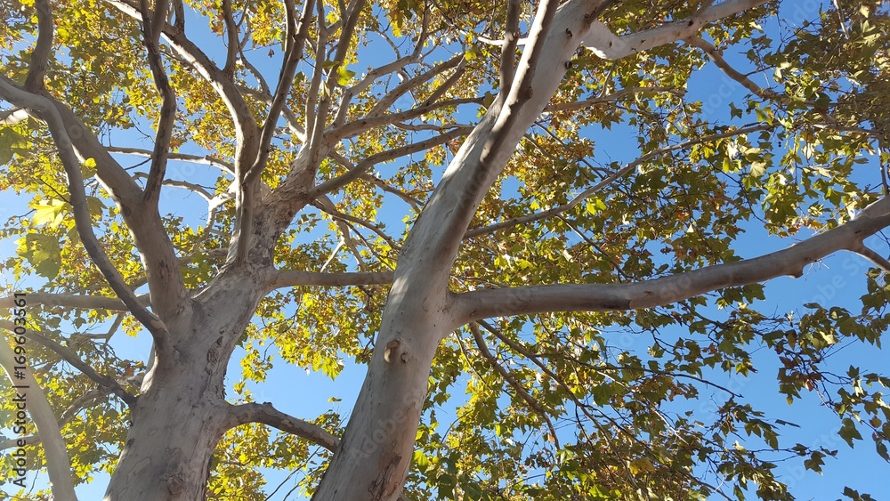 Fototapeta premium Looking upward through branches and leaves of a tree.