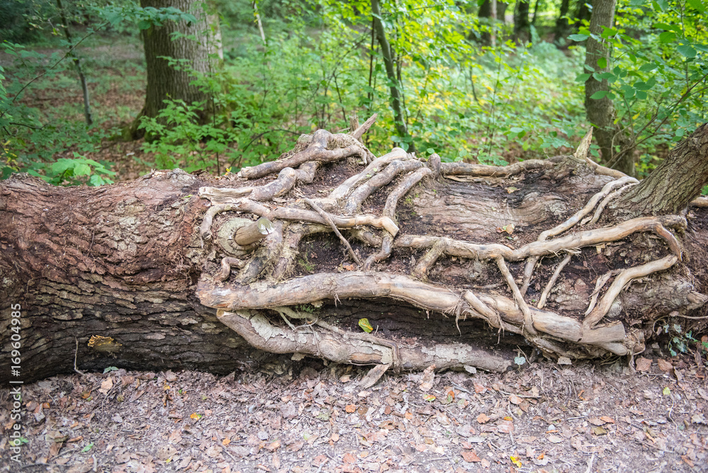 verwuzelter umgestürzter Baumstamm an einem Wanderweg verwuzelter umgestürzter Baumstamm an einem Wanderweg