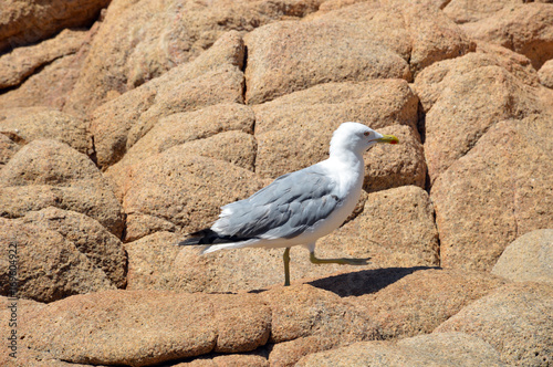 Bellissimo gabbiano sugli scogli del mare della Sardegna