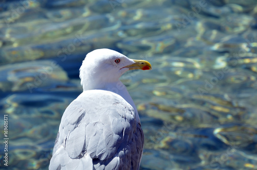 Bellissimo gabbiano sugli scogli del mare della Sardegna