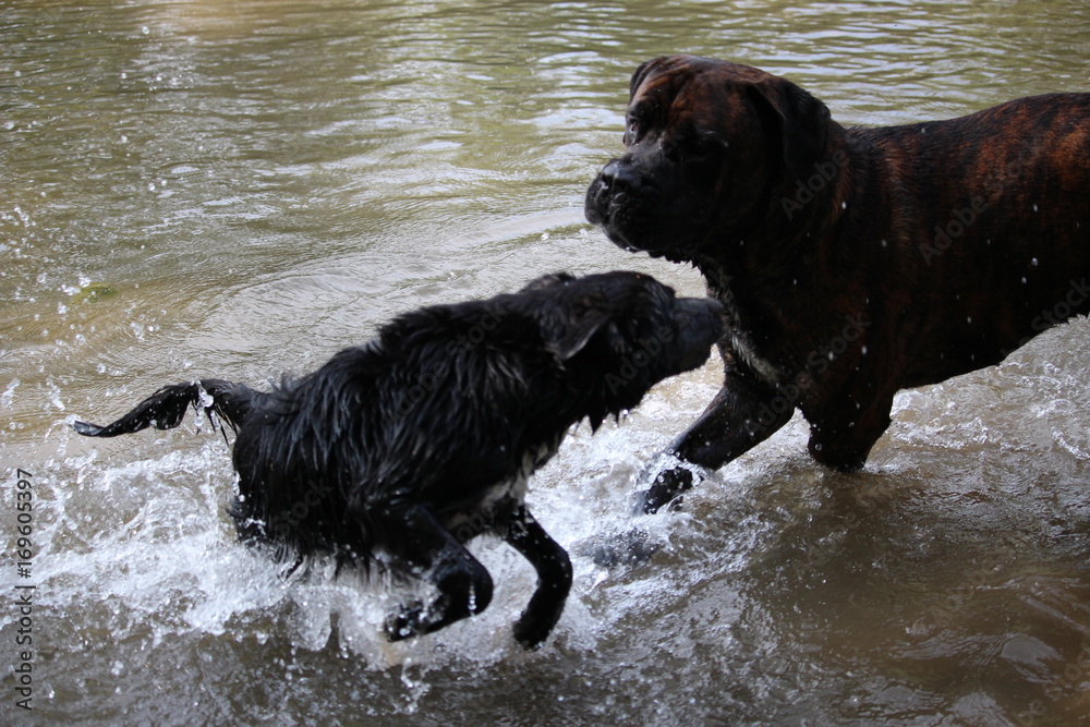 chiens qui jouent et nagent à la rivière cane corso et border colley
