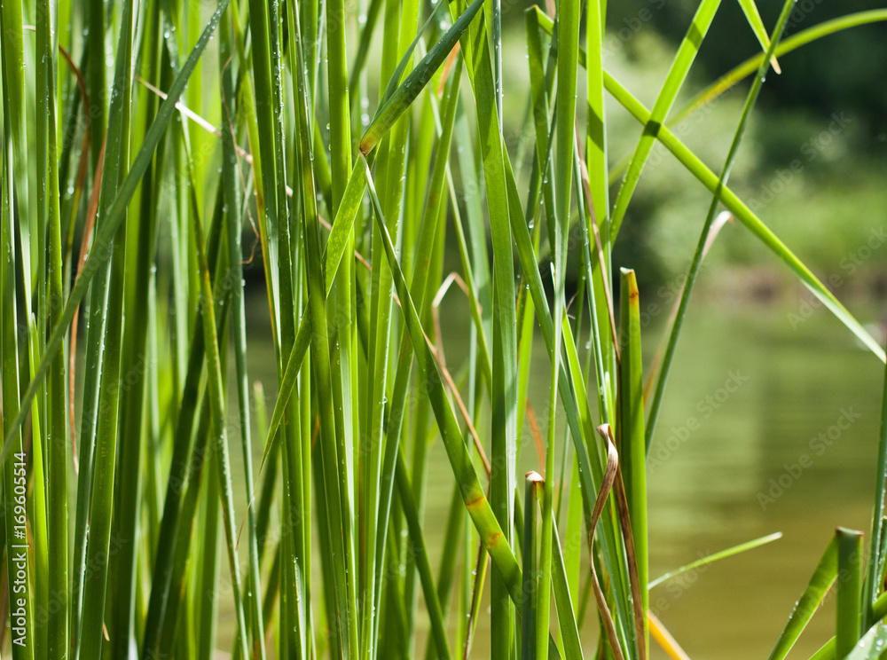 Obraz premium Background of green plants, reed in water, concept of ecology