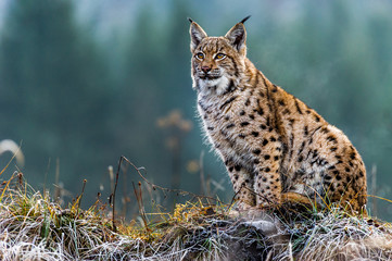 Sierkussen Lynx Euraziatische lynx in witte sneeuw  © Tomas Hulik