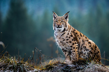 Sierkussen Lynx Euraziatische lynx in winterse sneeuw  © Tomas Hulik
