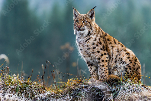 Eurasian lynx, winter, snow Fototapet