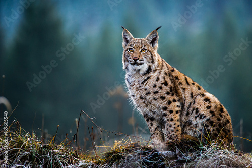 Stampa su tela Eurasian lynx, snow, winter