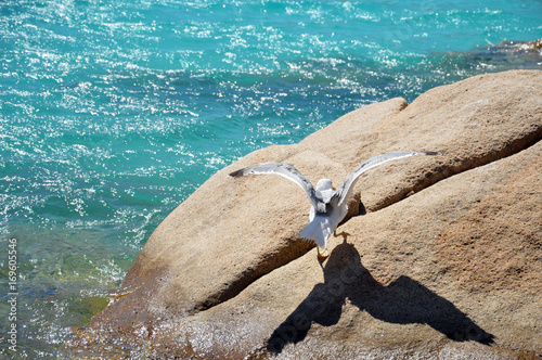 Bellissimo gabbiano sugli scogli del mare della Sardegna
