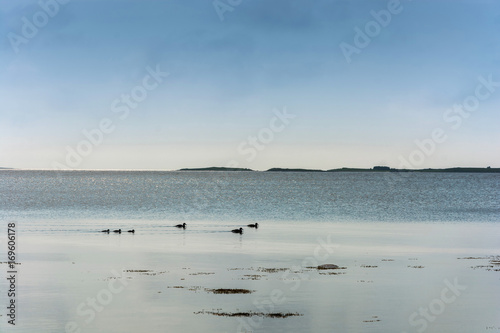 Floating ducks along the shore of the White sea.