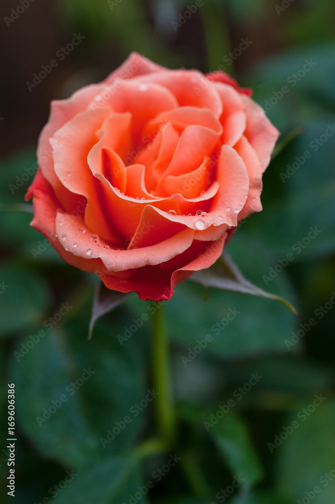 Fototapeta premium Livin' Easy Floribunda apricot orange coloured rose