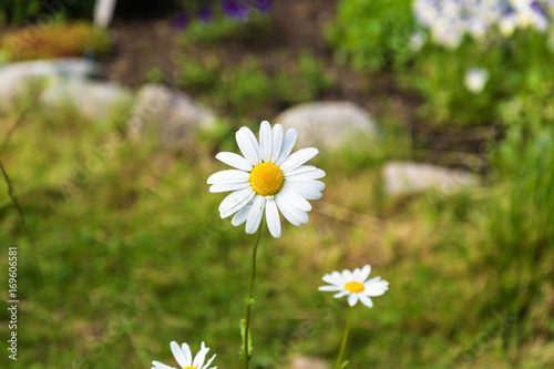Daisy with water droplets on white petals.