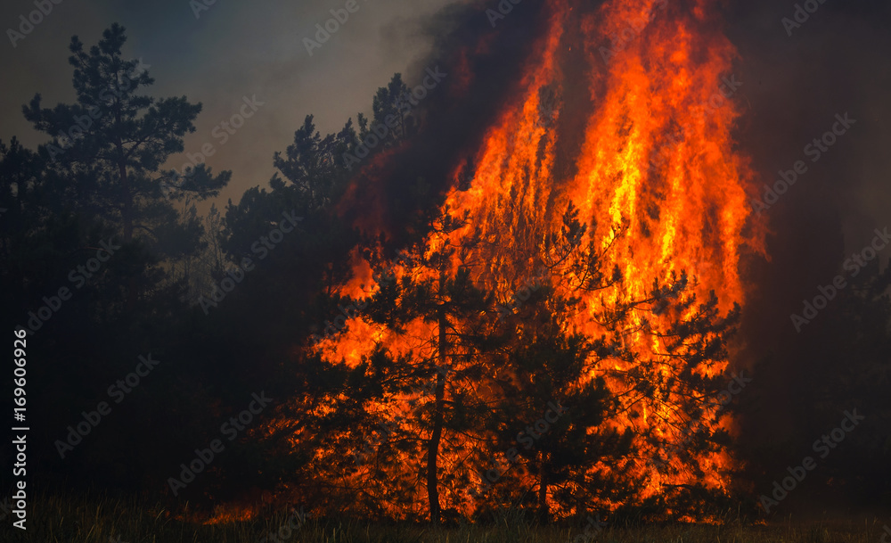  wildfire , burning pine forest .