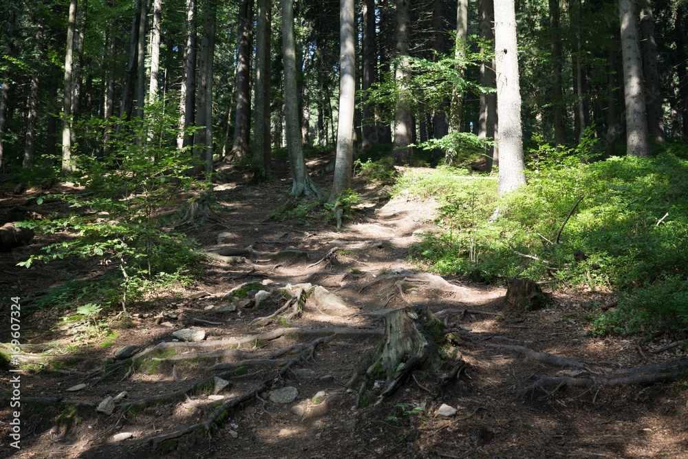 Magic trees and paths in the forest. Slovakia Magic trees and paths in the forest. Slovakia