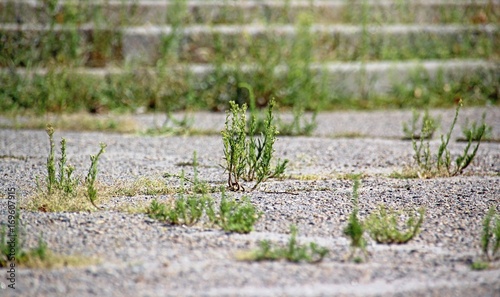 Plants growing through cracks in the asphalt. © MZalevsky
