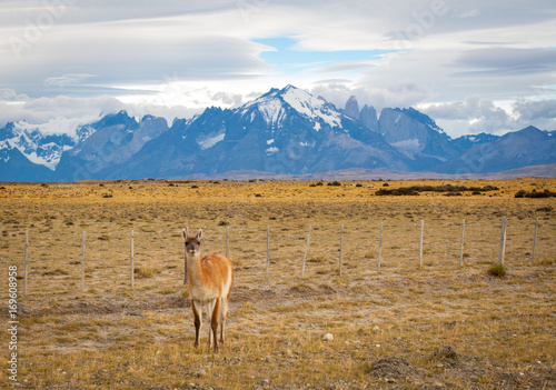Guanaco and Torres del Paine