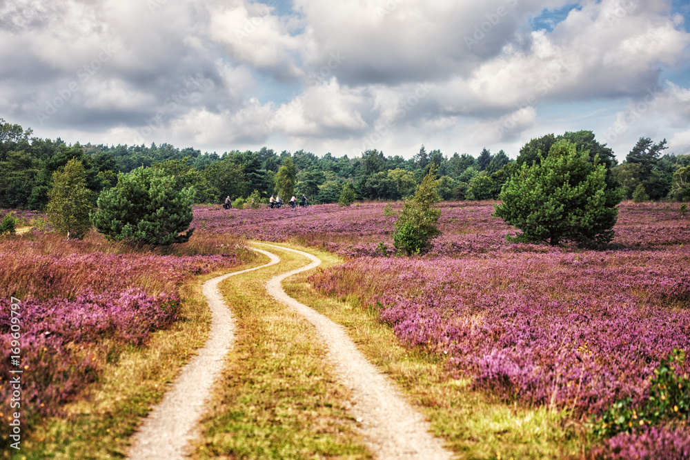 Path through Lüneburg Heath, Cyclists