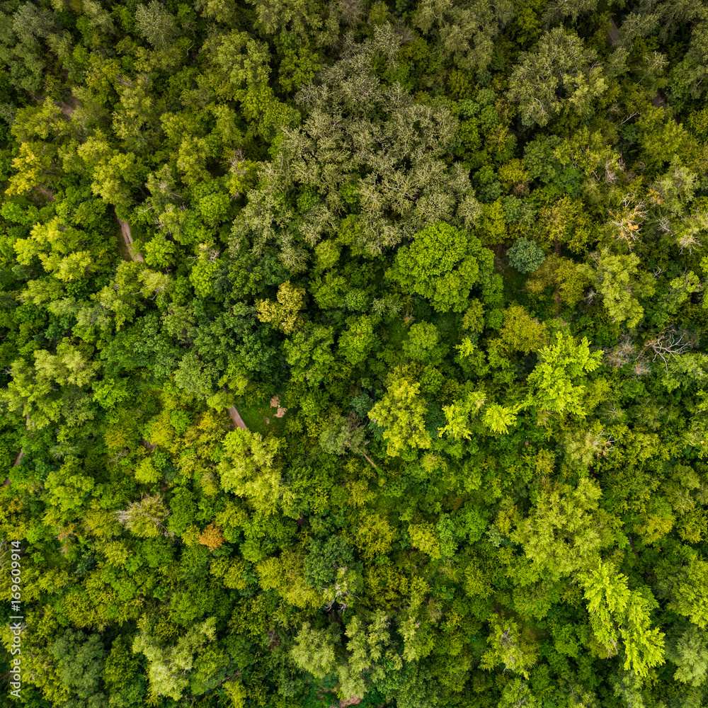 Beautiful juicy green pattern from the tops of deciduous trees. View from above. Aerial view. A picture resembling moss in the forest.