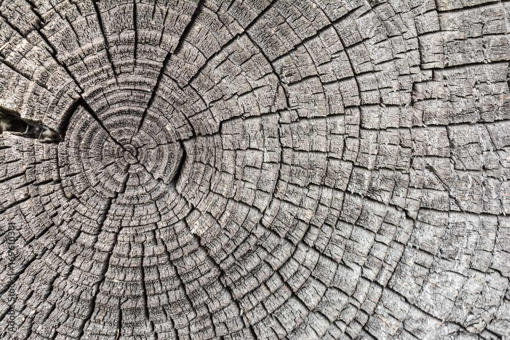 Rough wood textured wood rings. Gray cut slice of a tree, showing age and years.