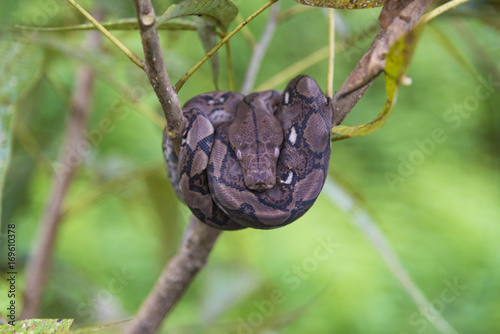 Python bivittatus photo