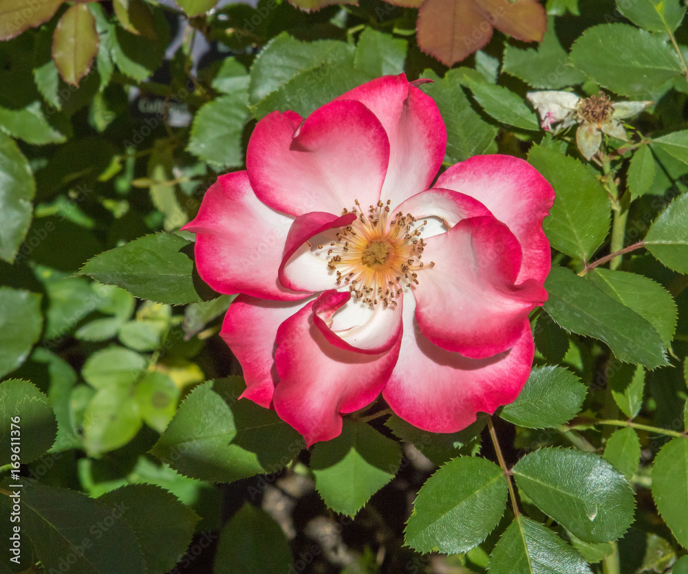 Rose -- red, pink and white colors -- in flower garden Rose -- red, pink and white colors -- in flower garden