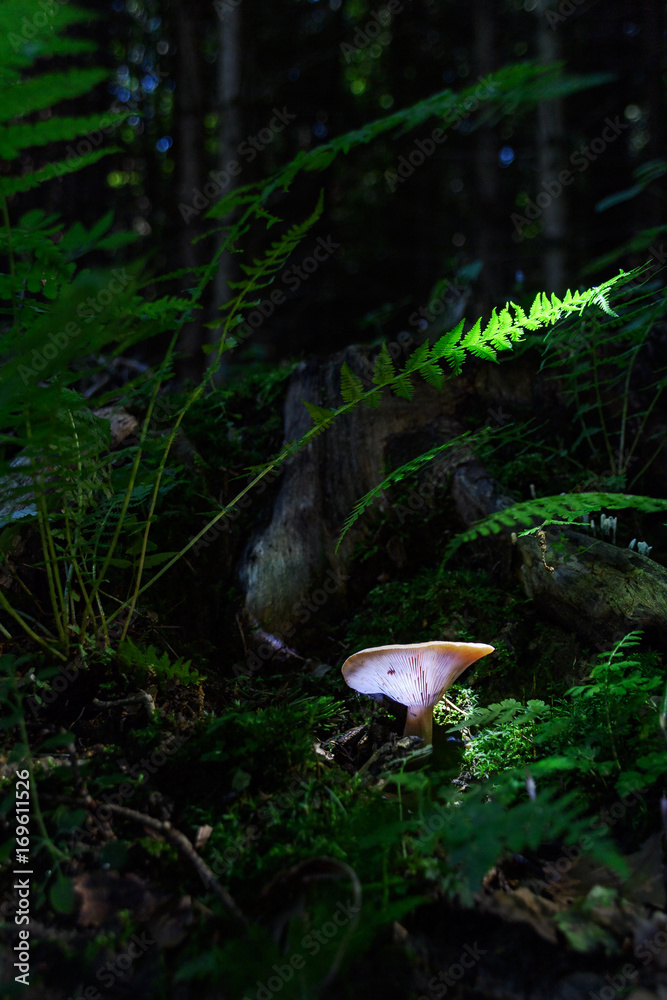 Fototapeta premium fungi