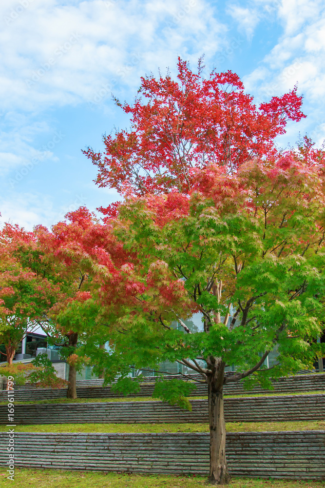 Natural background of Japanese maple leave close up in autumn season at Kyoto, Japan Natural background of Japanese maple leave close up in autumn season at Kyoto, Japan