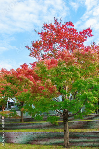 Natural background of Japanese maple leave close up in autumn season at Kyoto, Japan