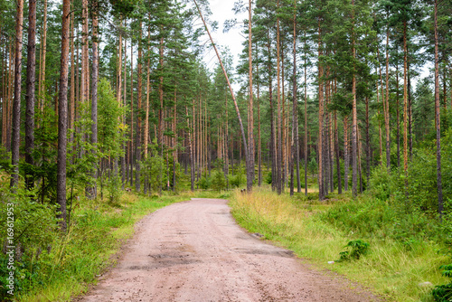 Dirt road in a beautiful pine forest, Leningrad region, Russia © r_andrei