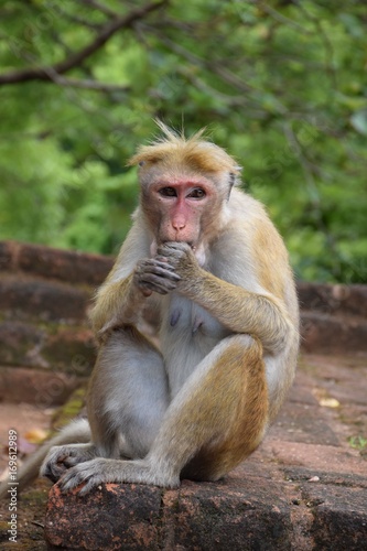 Sitzender Affe © Regine Ruedinger