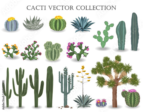 Cacti vector collection. Saguaro, agave, joshua tree, and prickly pear. photo