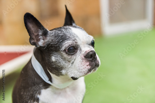 Fototapeta Naklejka Na Ścianę i Meble -  Closeup portrait of boston terrier dog looking