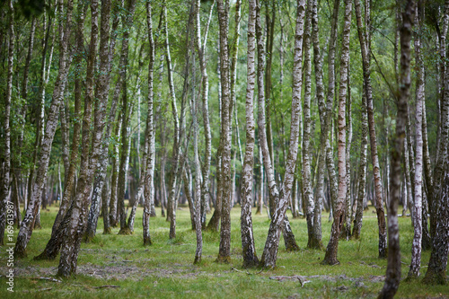 Fototapeta Naklejka Na Ścianę i Meble -  Beautiful birch forest