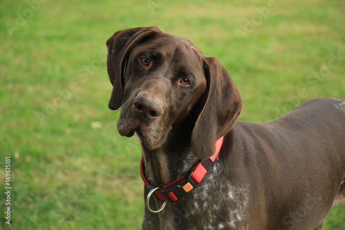 Fotografie German Shorthaired Pointer