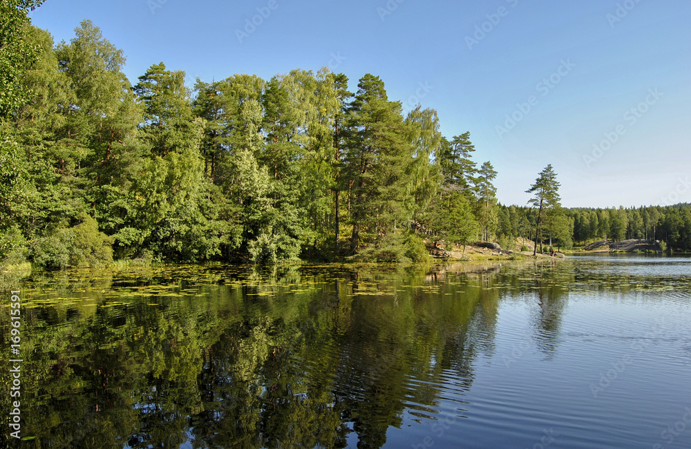 Forest of different shades of green. A calm summer morning on the lake. Reflection of a green forest and a blue sky in the lake. Green trees by the lake on a sunny day