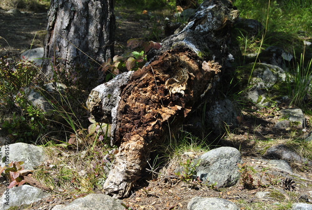Fallen tree trunk. Old tree. The very old trunk of tree. Cracked wood. Dead wood. Close up an old stump pattern texture. Cracks in the fallen tree Fallen tree trunk. Old tree. The very old trunk of tree. Cracked wood. Dead wood. Close up an old stump pattern texture. Cracks in the fallen tree