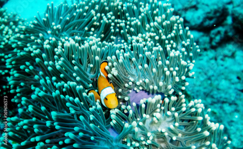 Obraz na płótnie Clown Fish in Reef