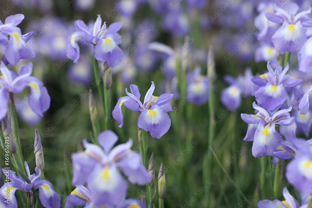 Delicate blue iris flowers on a flower bed in the park Delicate blue iris flowers on a flower bed in the park