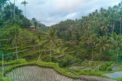 Rice terrace in summer, Bali, Indonesia
