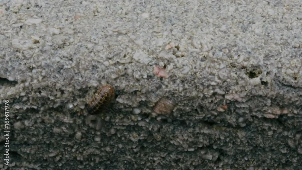An insect walks on the surface of a wet rock. Close up. An insect walks on the surface of a wet rock. Close up.