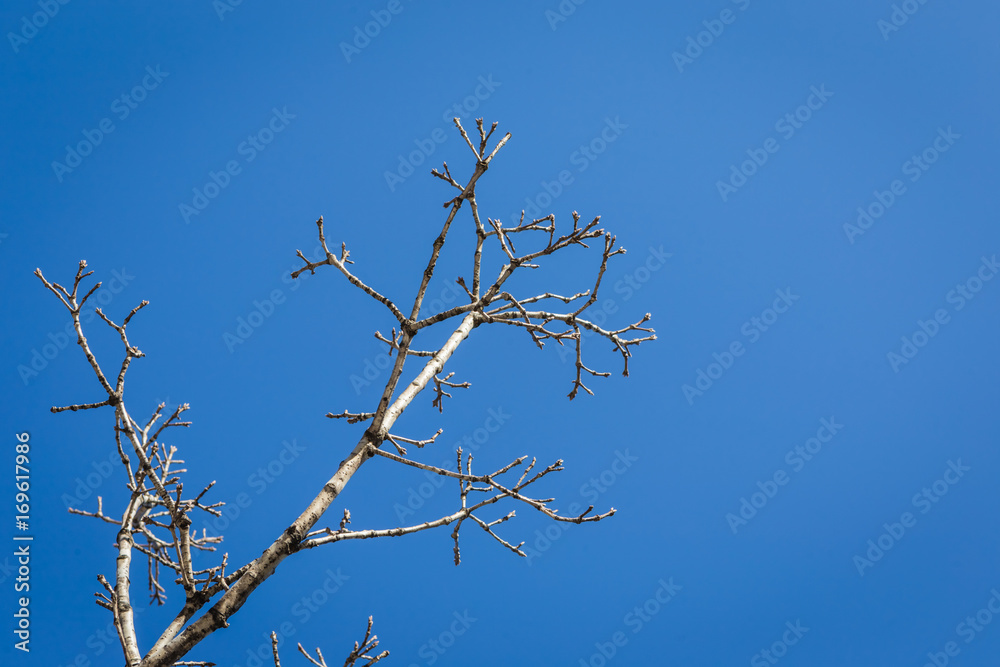 tree and sky tree and sky