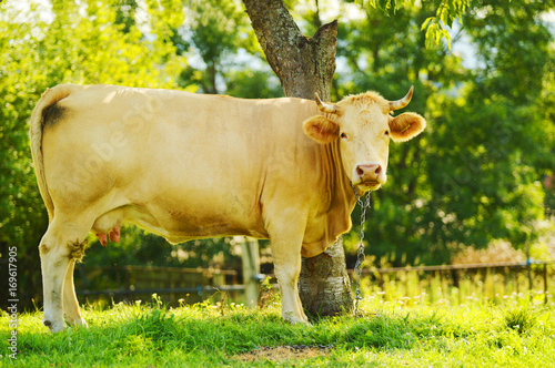 Foto beige cow tied to a tree on a meadow