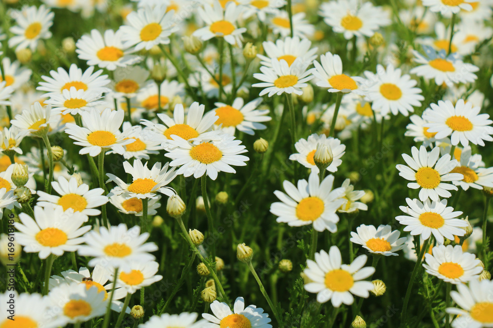 Summer wildflowers Summer wildflowers